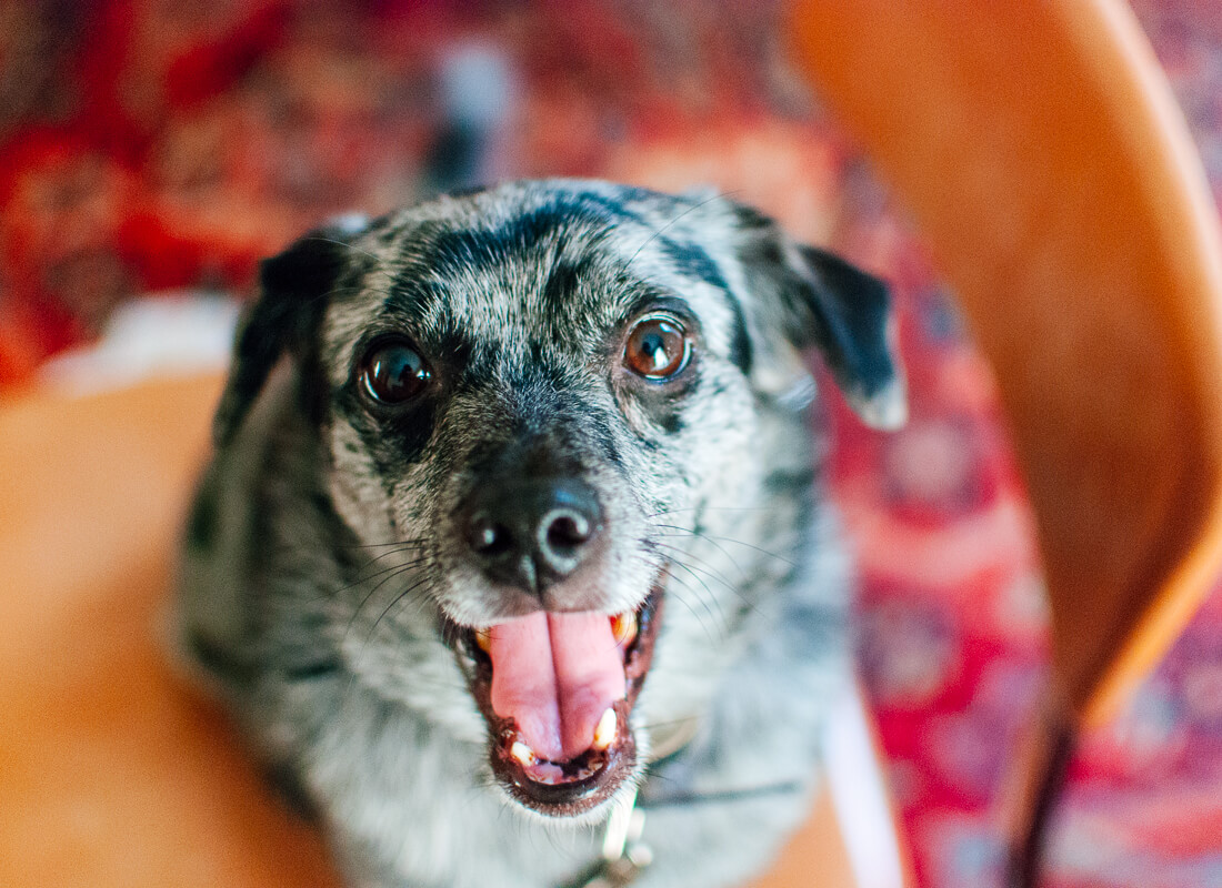 My dog, Cookie!